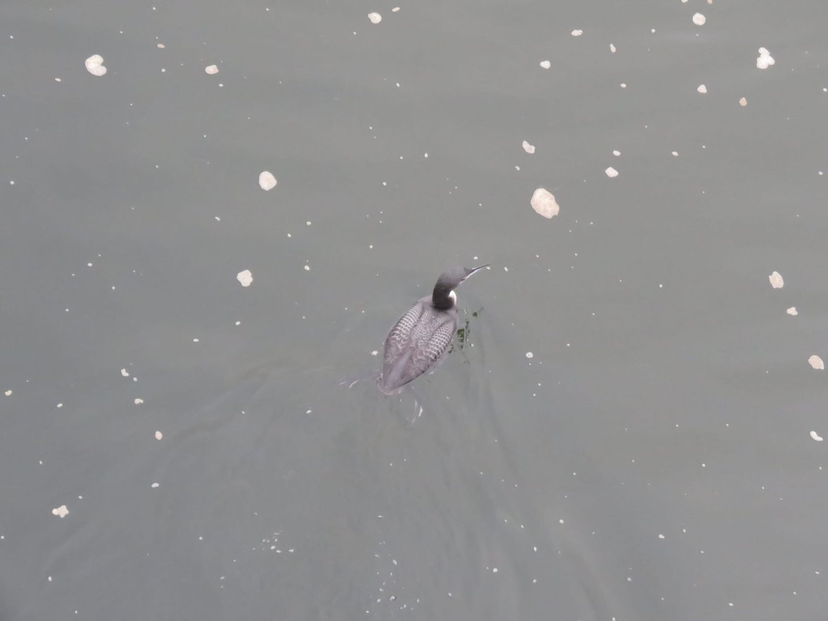 surveyorsstuff's tweet photo. Not often I'd get this close to one of our winter visitors on the Gweebarra River #gweebarrariver #westdonegal 
#greatnortherndriver 🤔 https://t.co/slKRkhLqrm