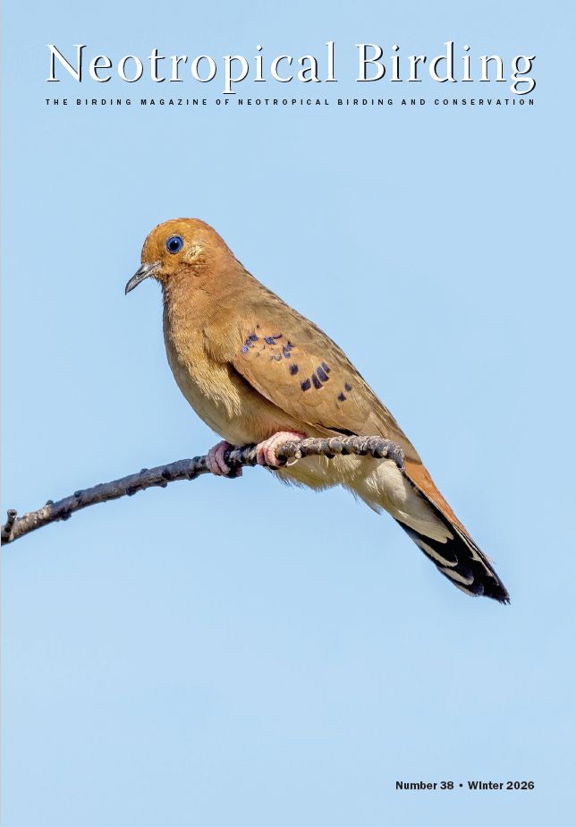 Neotropical Birding and Conservation tweet media