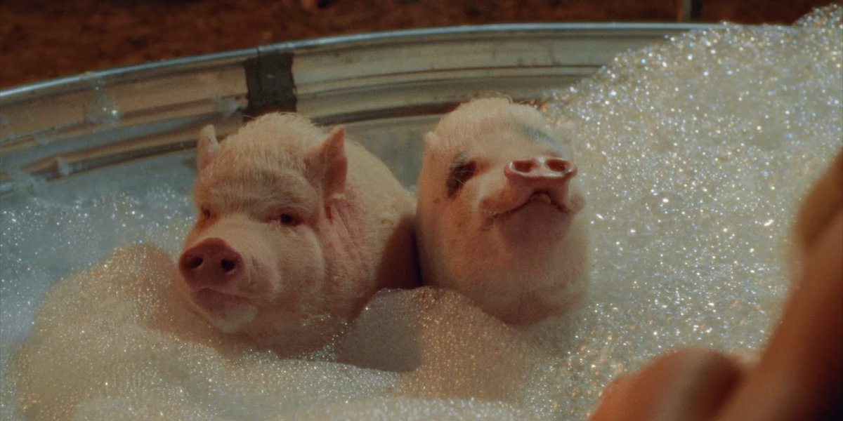 joey daniewicz tweet media