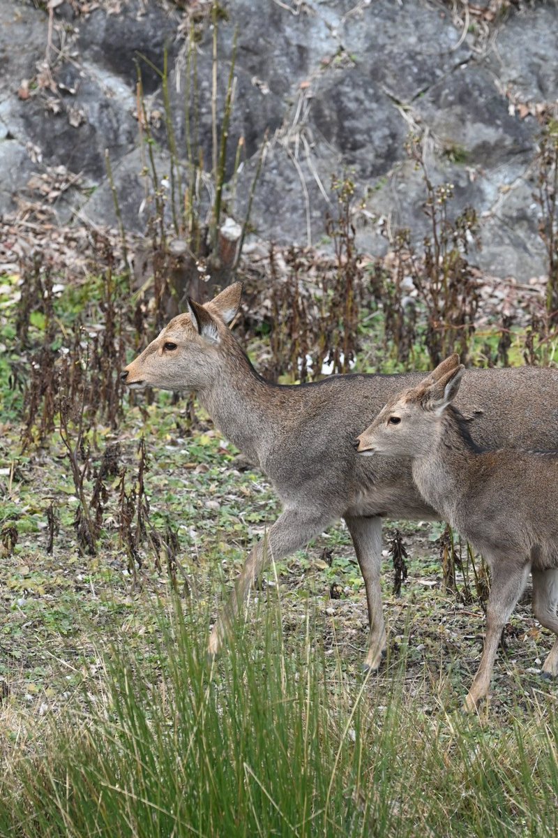 京都 宝ヶ池付近で暮らす親子です🦌

子鹿ちゃん、お母さんにピッタリついて歩いてました。京都市はこんな子鹿も母鹿も容赦なく殺します💢

松井 京都市長 殿
シカ全頭殺処分の即刻撤回を求めます‼️

✍️殺処分反対署名
c.org/Xm8ntkb76h
✍️公文書公開請求(コピペOK）
 is.gd/V8rf1z