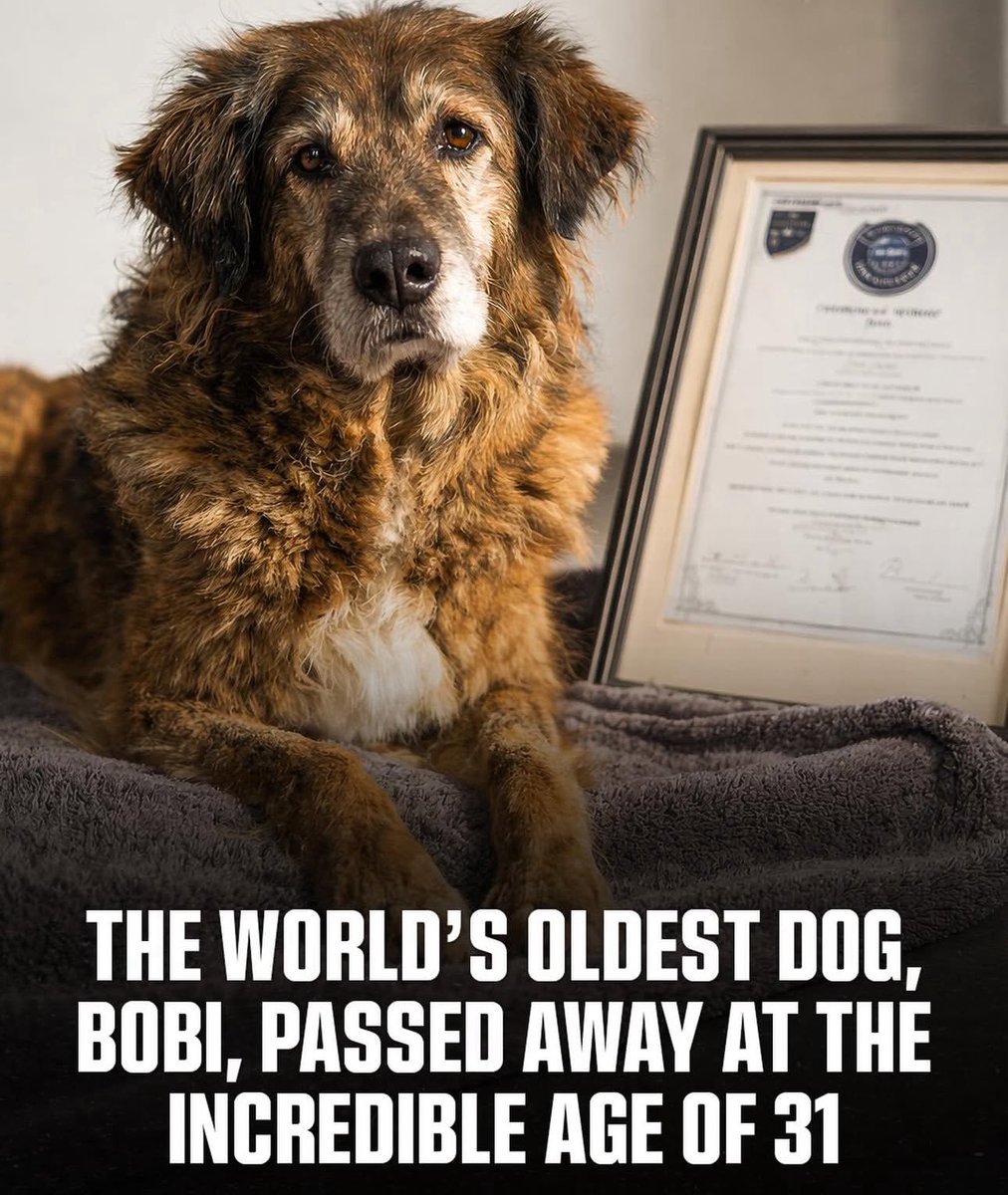 Puppieslover's tweet image. 