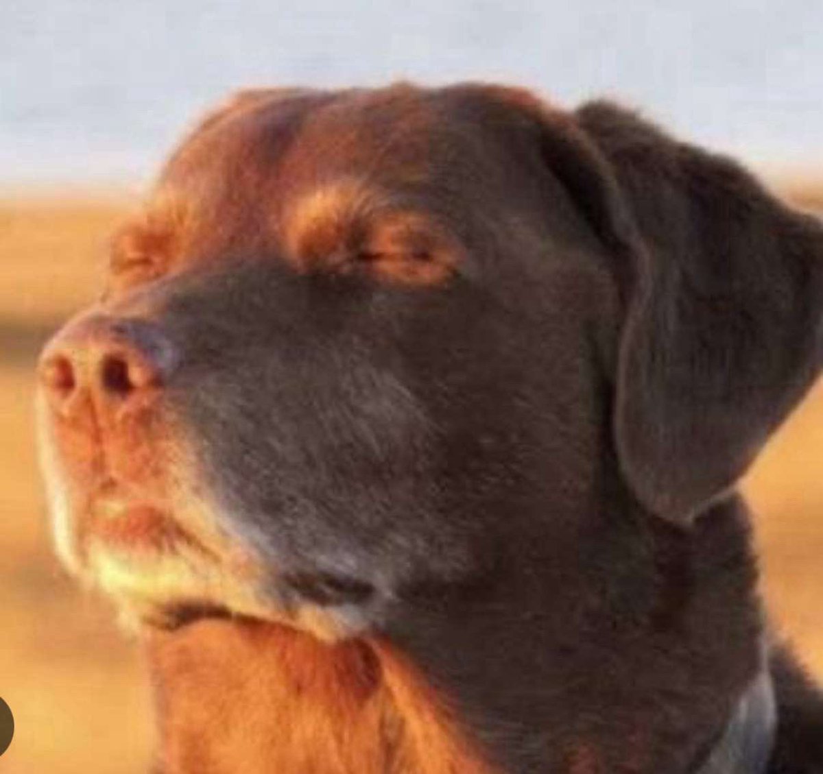 how bad i had to lock in to not laugh out loud when will showed up in the mileven montage twice #massbylercanon