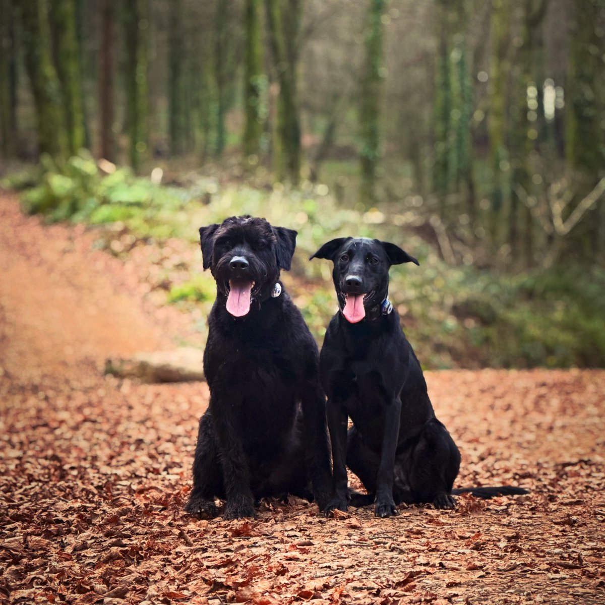 Giant Schnauzer Albert tweet media