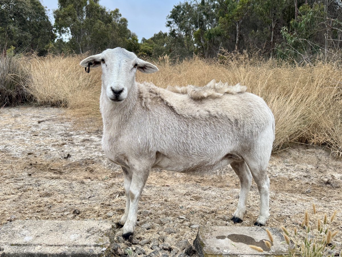 CallissClan's tweet photo. You can see the family likeness - pretty sure this is #Mimsy (although could be #Timsy), #TinyTim’s niece https://t.co/M82eAjLgwN