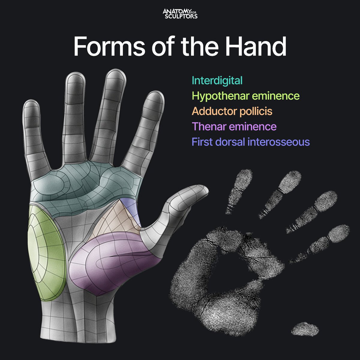 The palm is shaped like a doughnut. This shape comes mainly from three large fat pads – thenar, hypothenar, and interdigital – forming a ring around a small, fat-free triangle in the center. #anatomy #characterdesign #3dart #sculpting