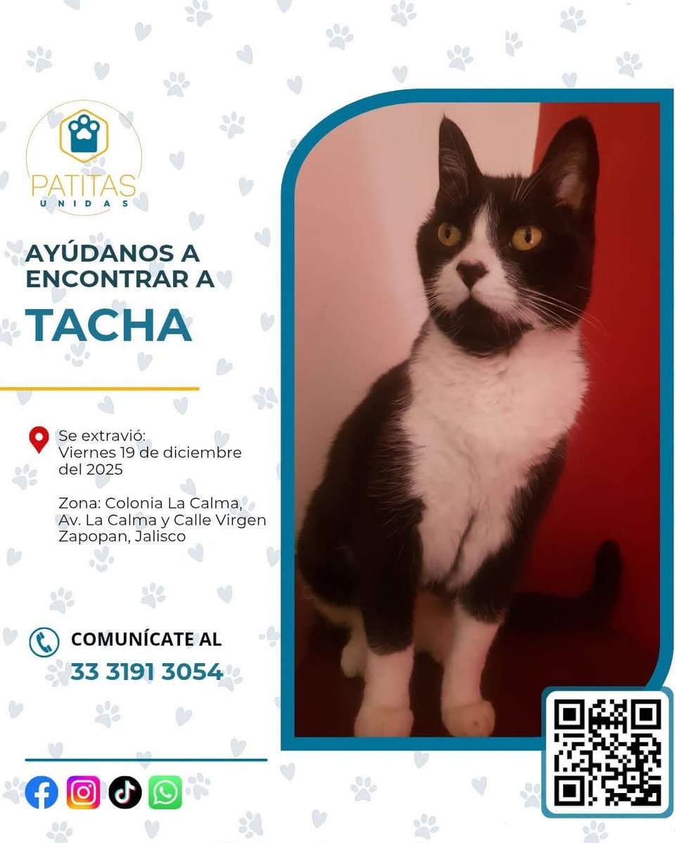 LordGatus's tweet photo. #Zapopan 

Gatita senior (14 años), epiléptica, esterilizada.
Se extravió en Col. La Calma, Zapopan.
Hay recompensa.
Cualquier info 📞 33 3191 3054
RT por favor 🙏🐾 https://t.co/AFALdZwaUC