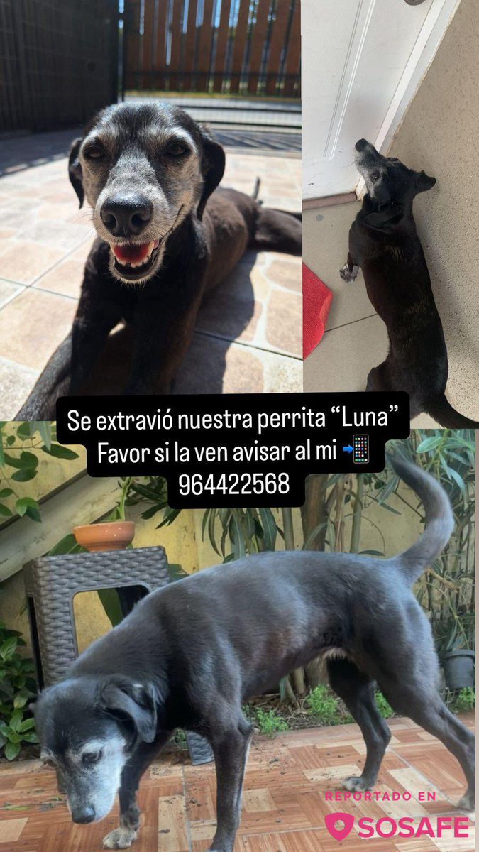 Perrita extraviada #Colina RT xfa