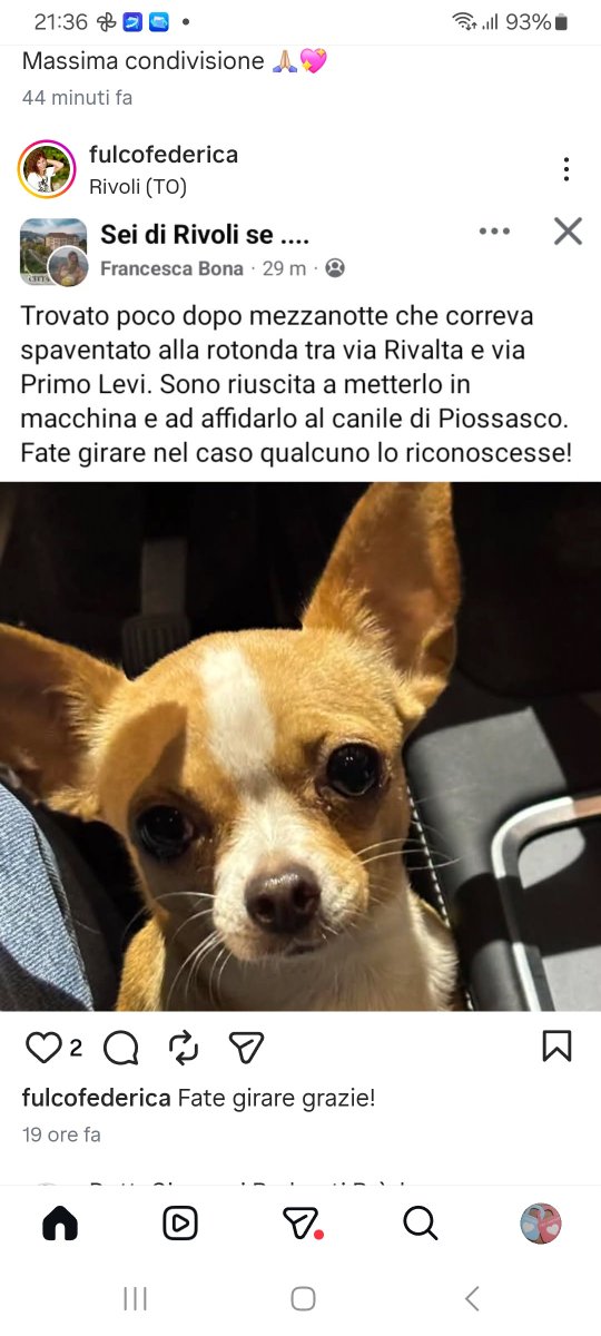 annina_cutillo's tweet image. 