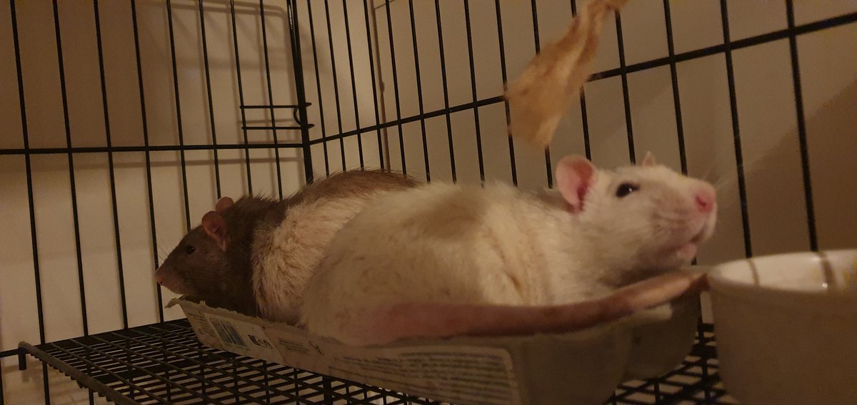 Une petite pensée pour Pépite et
Rapido qui nous ont quitté en 2025...

Je vous aimerais pour toujours mes bébés 🥺❤️