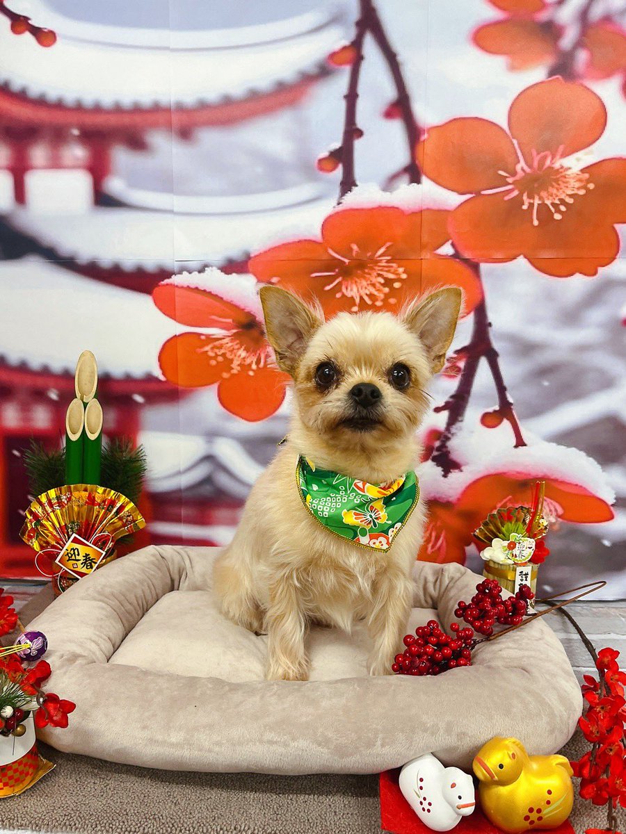 ぱんちゃん 璃奈😈⚡️危険モード中 (@panchanrina) / Posts / X