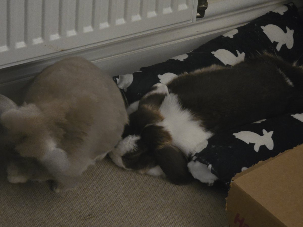 peepeedirt's tweet image. Milly didn't even make it to 10pm last night what a lightweight