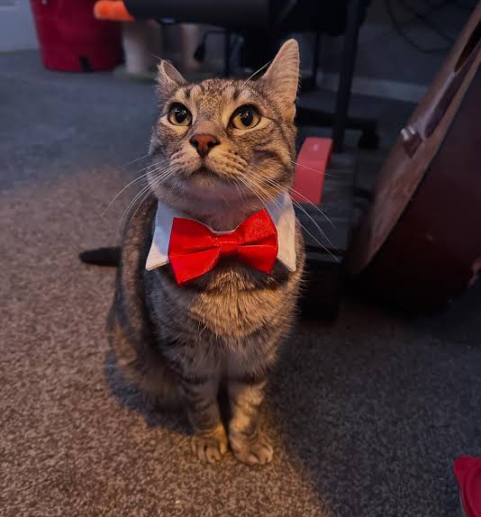 So many larping KOLs pushing new pairs then boom... dead.

Sticking with long term communities now.

Lowest mc - $Zazu 

Praying bag workers (not KOL larps) like <a href="/LexaproTrader/">Lexapro™ 💉 🕳️</a> <a href="/leweegi/">Leweegi</a> <a href="/0x10kLiquid/">case (new bags arc)</a> <a href="/Chairman_DN/">Chairman ²</a> notice the potential

AviKHWoXAHcpRnCX3cH38fHtjjn11aL9Pqjid3sZpump