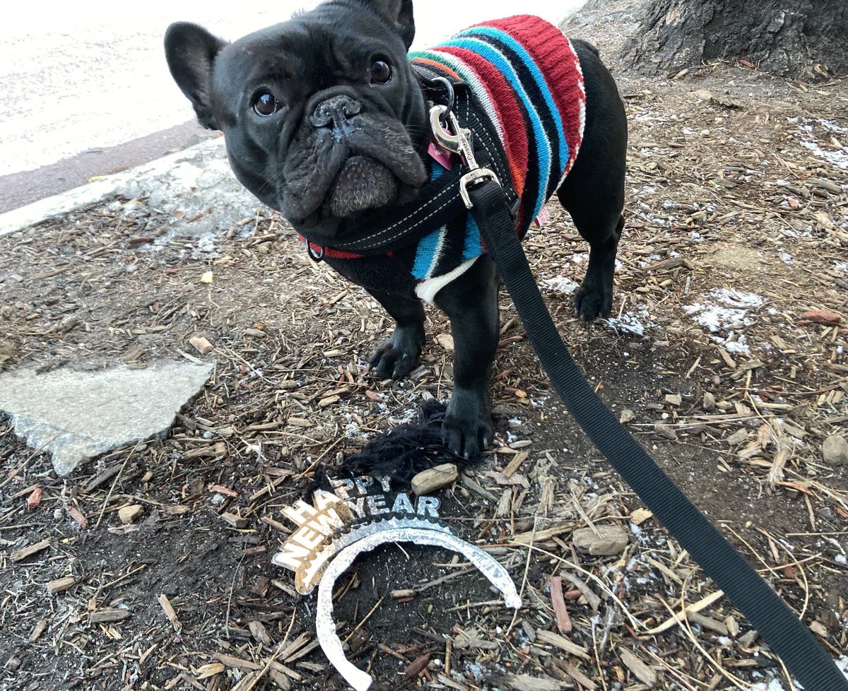 FrenchieColette's tweet image. #NewYear #2026 #frenchbulldogs #nyc