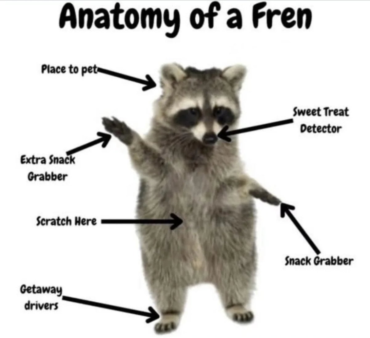 Why you should have a Raccoon tweet media