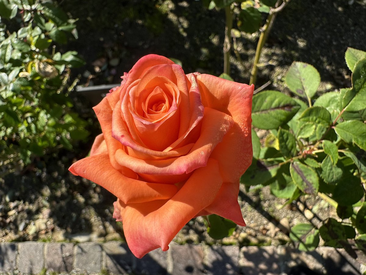 ୨୧˙˳⋆薔薇紅୨୧˙˳⋆ ୨୧ バラ🌹 📍Okayama Japan / 2022.01 赤い薔薇🌹 #バラ#ばら#薔薇