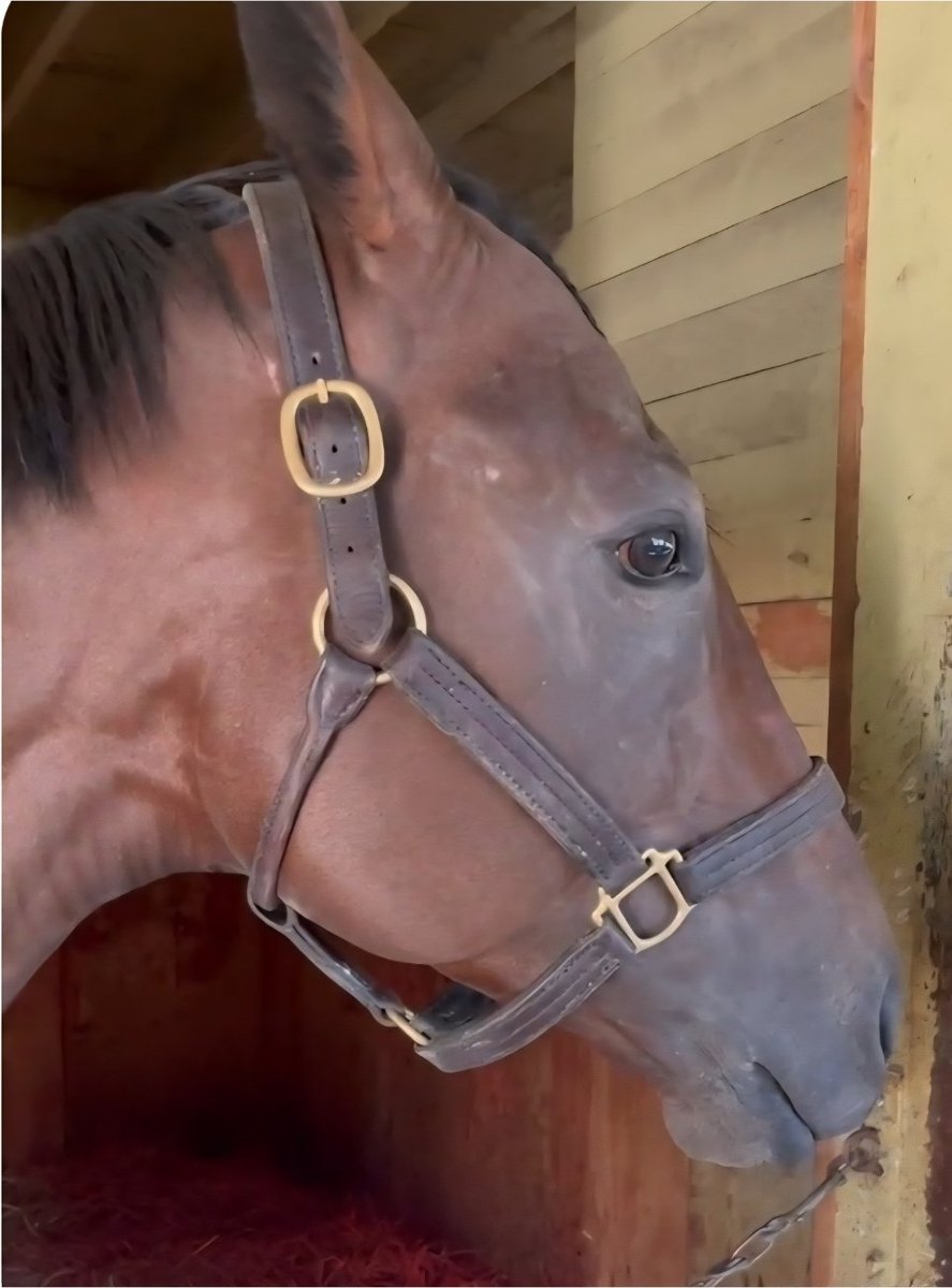 upbackracing's tweet image. Our first start of 2026 comes Saturday with UNCLE JIM in the 6th (2:40 post) at the Big A.  He’s been training sharply under the watchful eye of @depazracing, and @jockeyfranco is back in the irons. Good luck to all our partners.  Let’s kick off the new year the right way 📸🐎