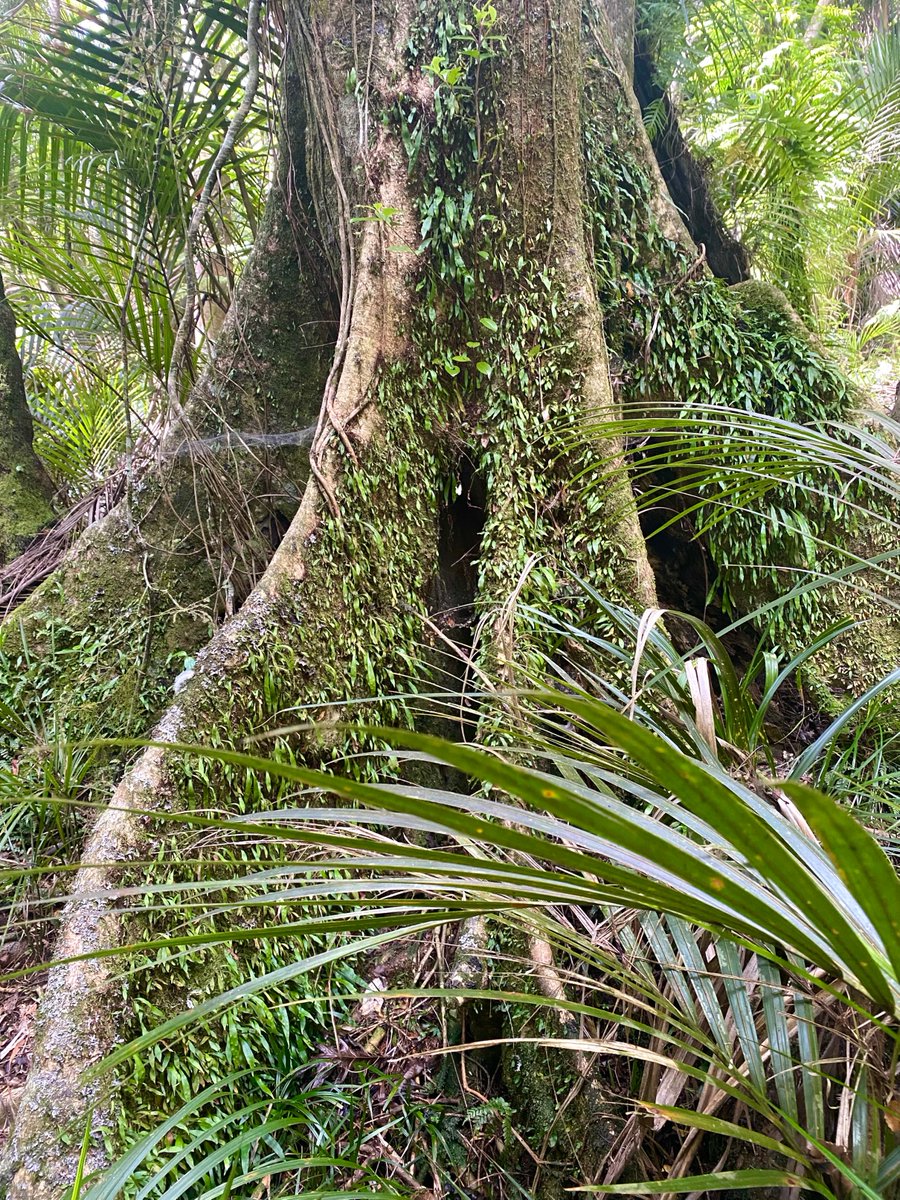 AleZec's tweet photo. To all forest protectors, and from my forest to yours, Happy New Year ๐
#saveallforests @GreenpeaceNZ @Greenpeace @GreenpeaceEU @GreenpeaceUK #forest #savetheplanet #trees https://t.co/bpLII95yOO