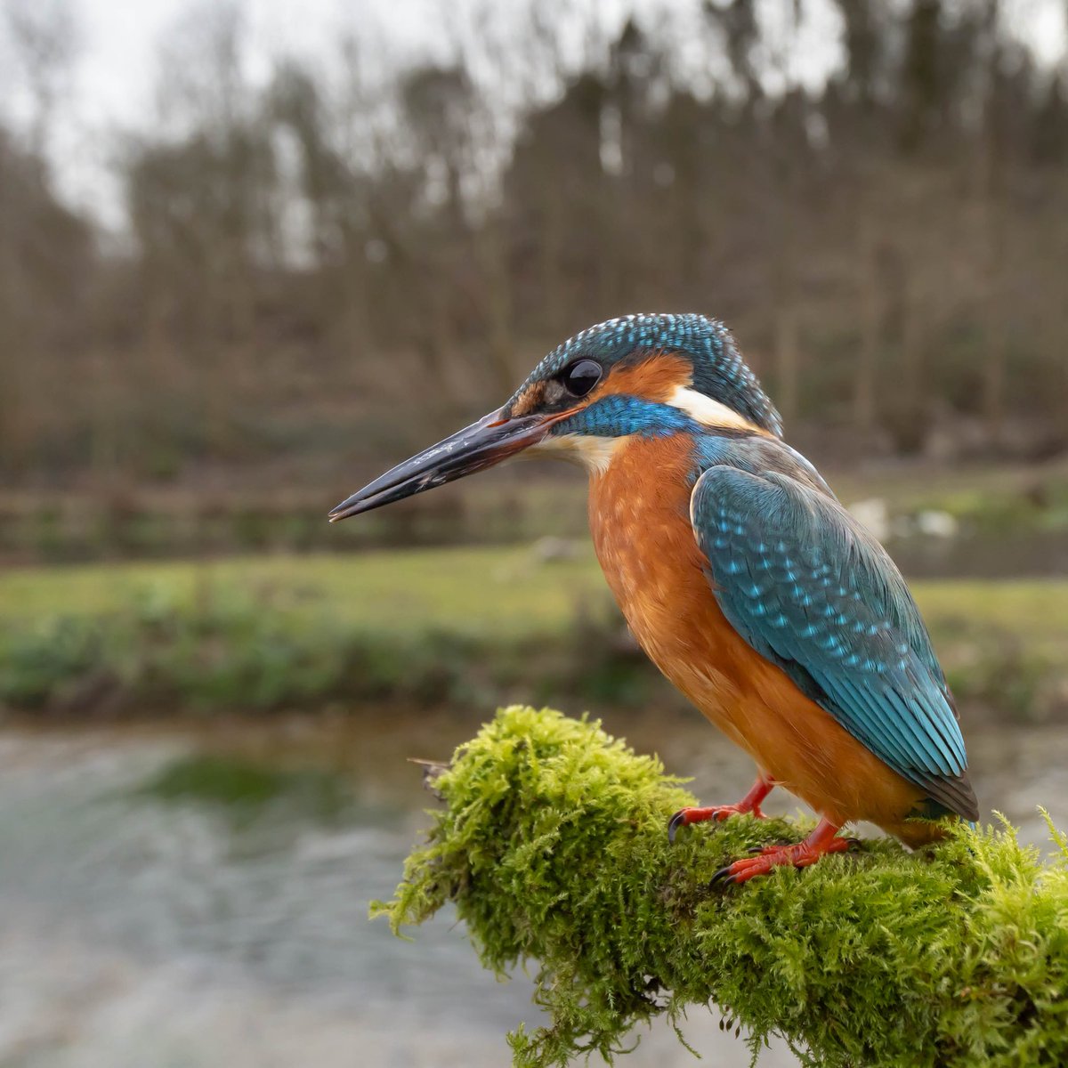 hertskingfisher's tweet image. First kingfisher of the new year.