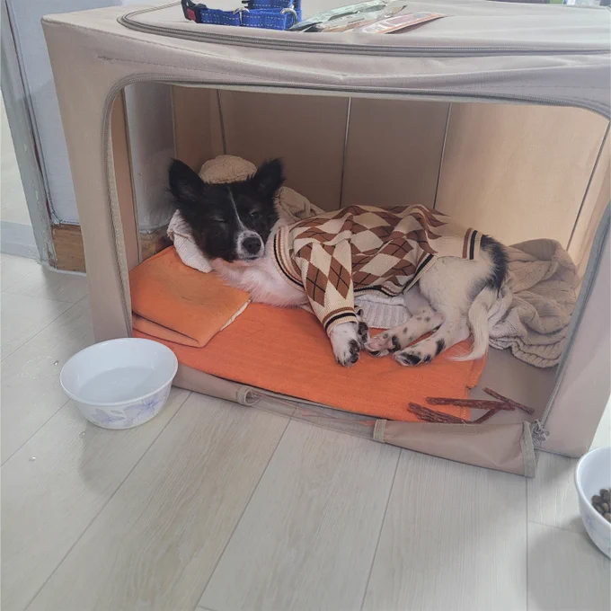 웃긴강아