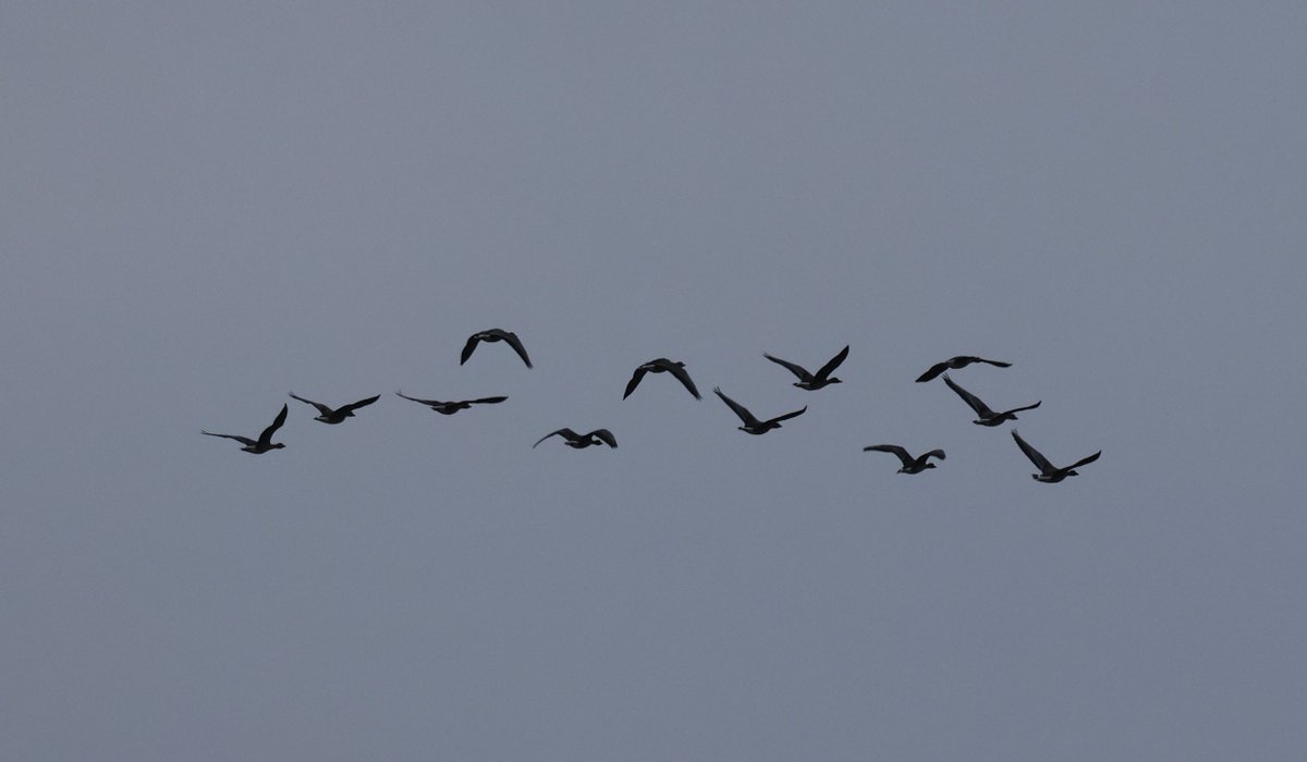 Matthew Deans tweet media