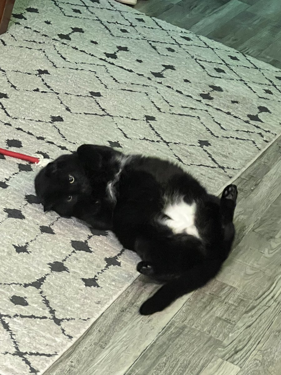 hearscopes's tweet image. new year, same fat man