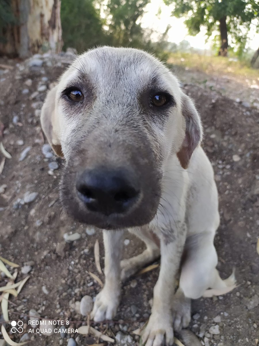 SSDRESCU's tweet image. 🙏🙏🙏😭😭😭💔💔💔🆘🆘😔😔😔😔🆘🆘🆘🆘