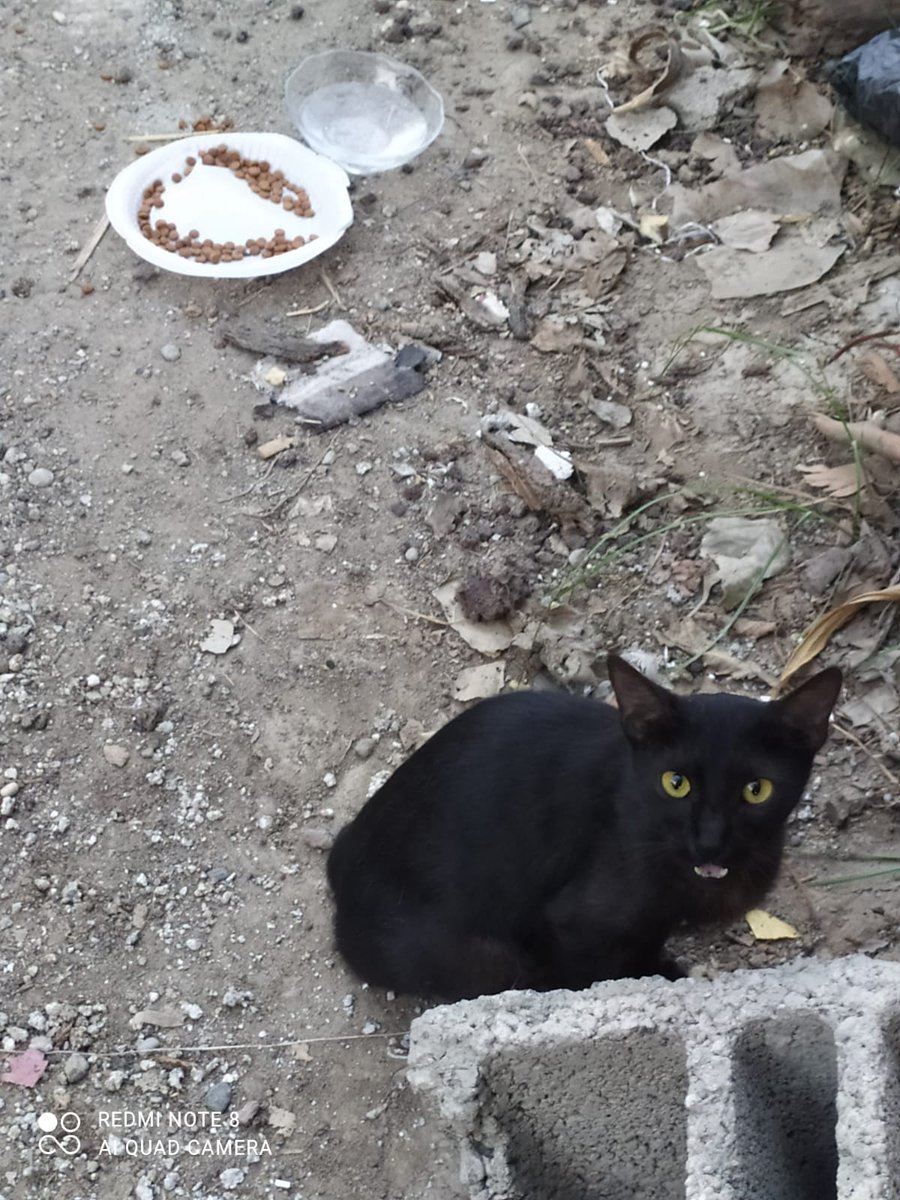 SSDRESCU's tweet image. 🙏🙏🙏😭😭😭💔💔💔🆘🆘😔😔😔😔🆘🆘🆘🆘