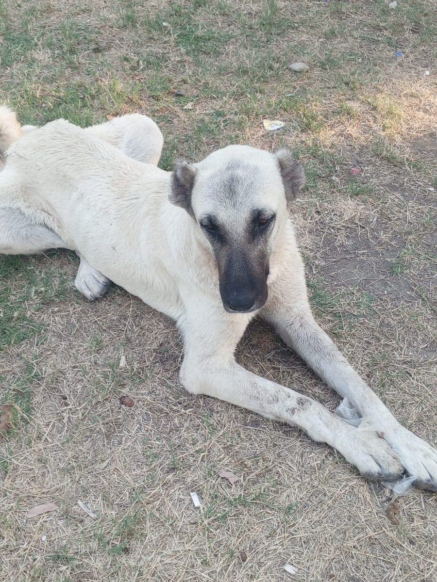 SSDRESCU's tweet image. 🙏🙏🙏😭😭😭💔💔💔🆘🆘😔😔😔😔🆘🆘🆘🆘