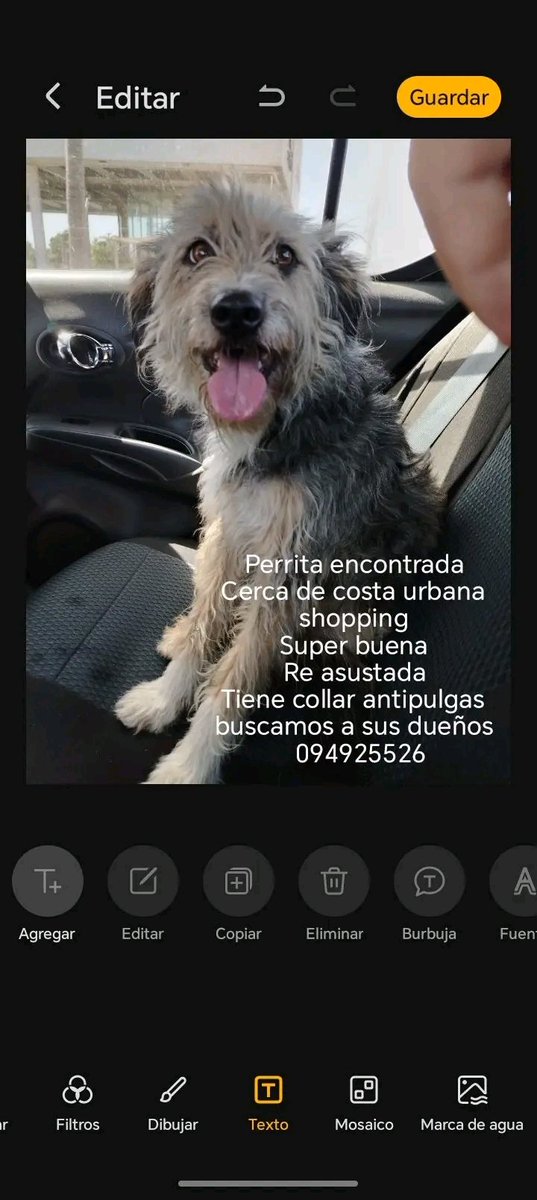 Busca a sus dueños!