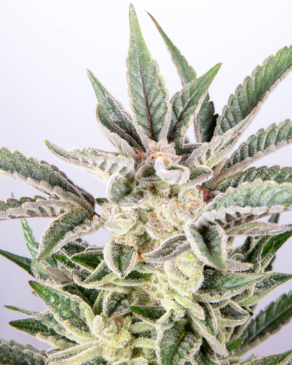 Romulan Genetics tweet media