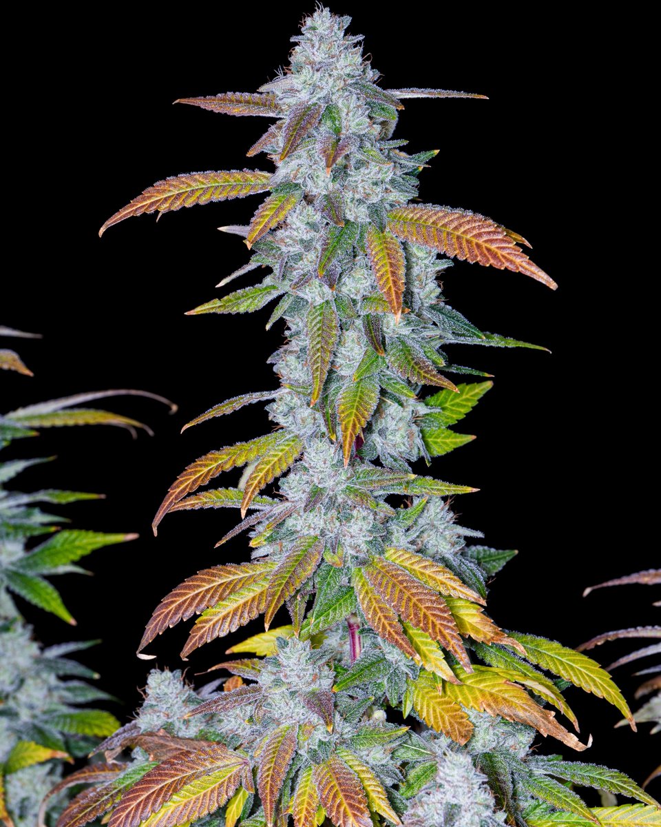 Romulan Genetics tweet media