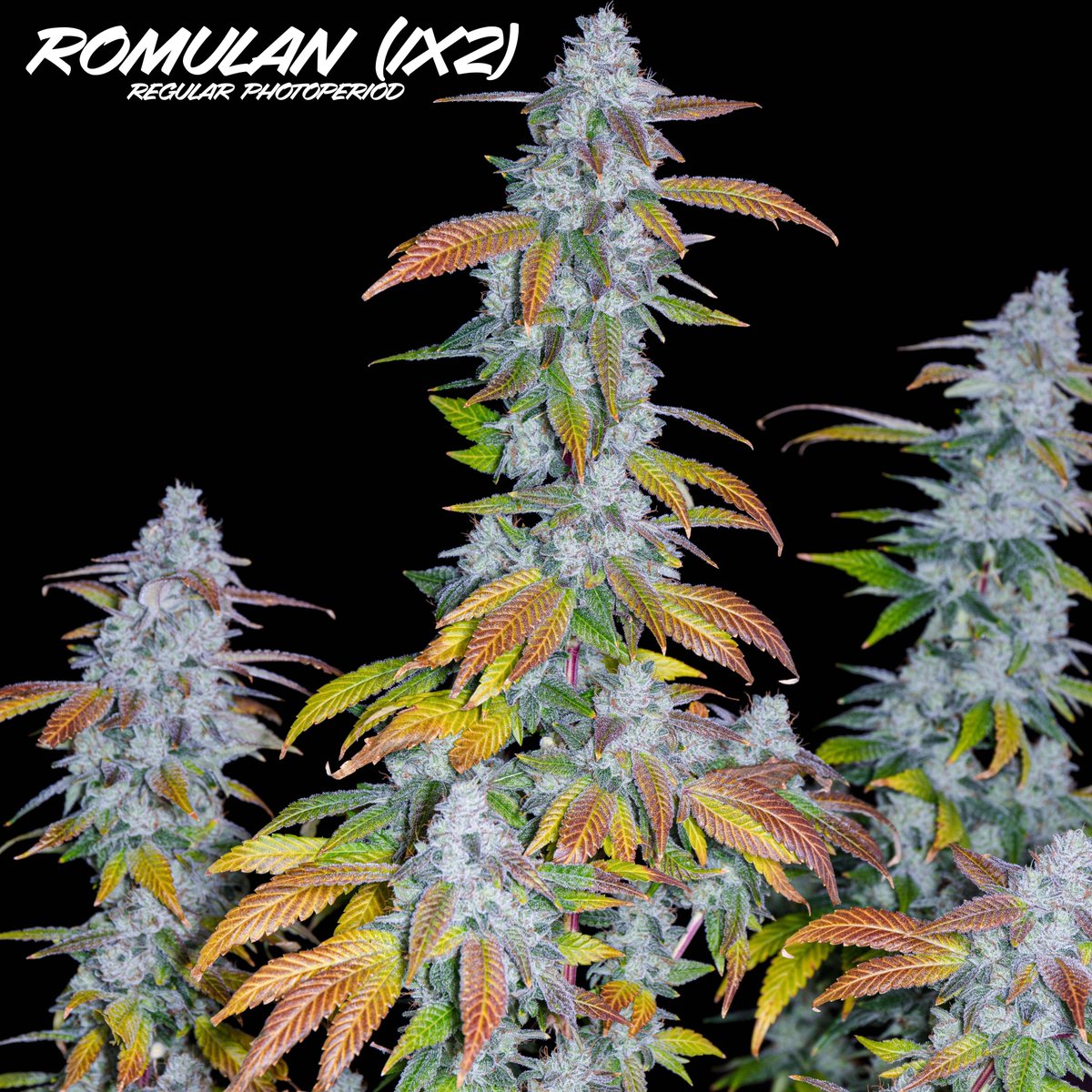 Romulan Genetics tweet media