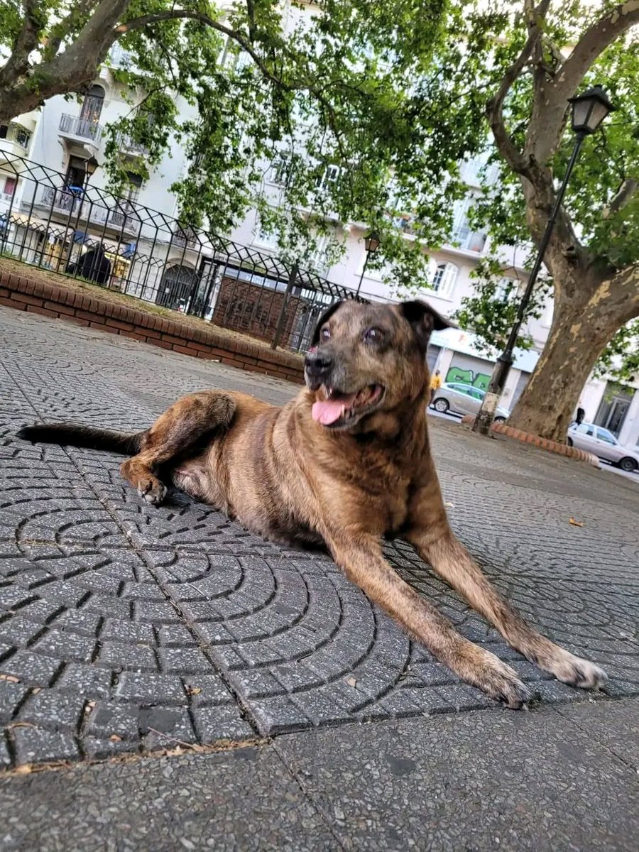 MatuNogueira's tweet photo. Copio de fb.: Se busca urgente es el perrito de mi hermano,sé llama Toby es veterano 
En el barrio Goes , General Flores .
Comunicarse  al 0949874629 https://t.co/YtL93yvotb