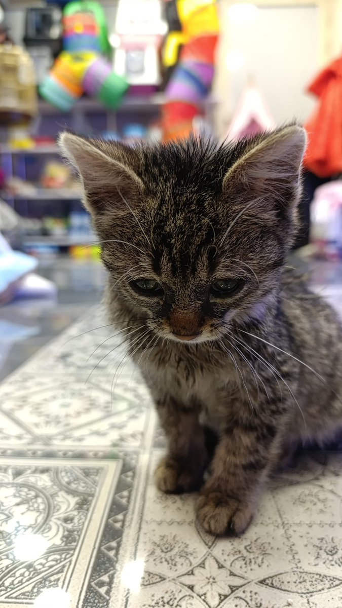 İlanını paylaşmadığınız için o kadar üzgün ki.. hayır dedim üzülme SANA YUVA BULCAZ