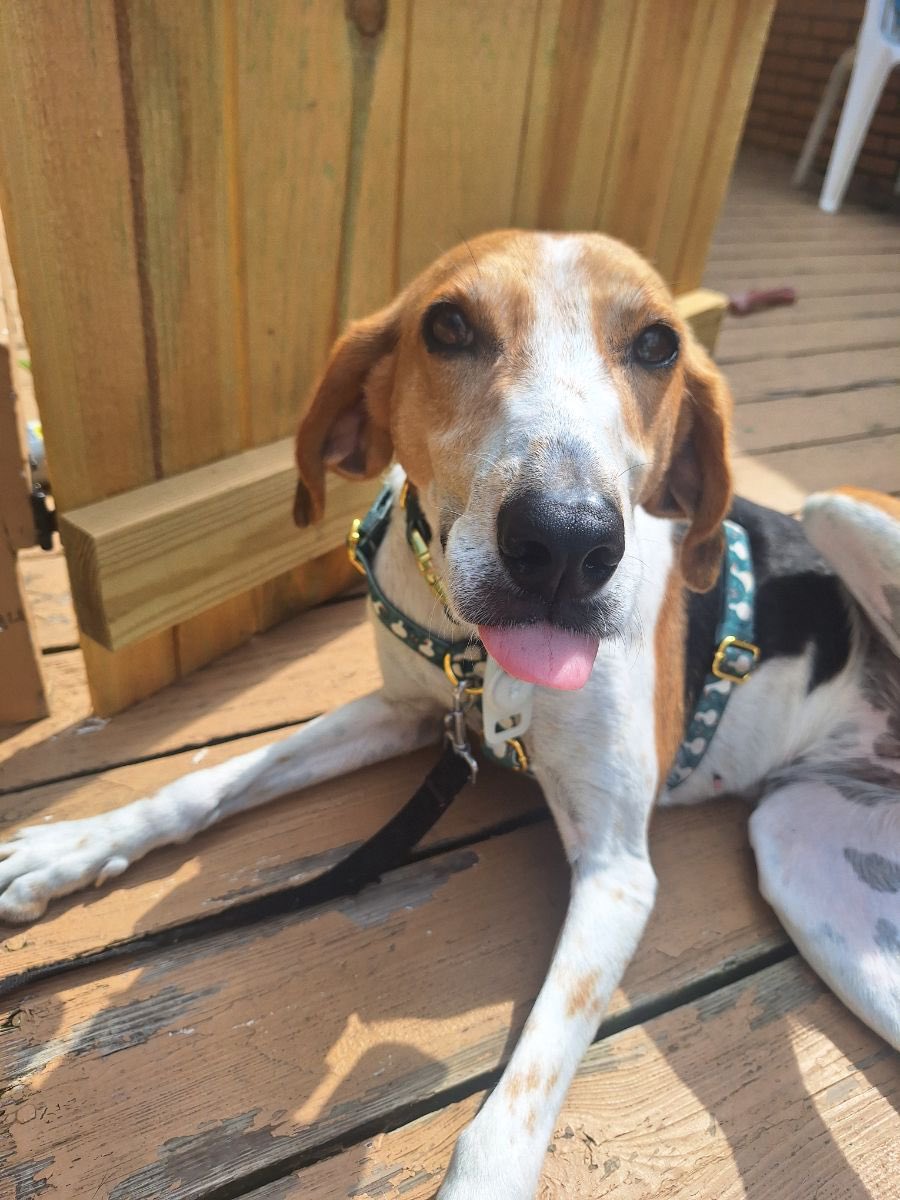 LolaPatolla's tweet image. Through no fault of her own (except not loving kitties) Olive is looking for a forever home.
Olive would be best as a solo pup but she’d make a perfect companion!
She’s smart, affectionate, well mannered, potty trained, crate trained &amp;amp; knows a handful of commands!
A perfect mix…