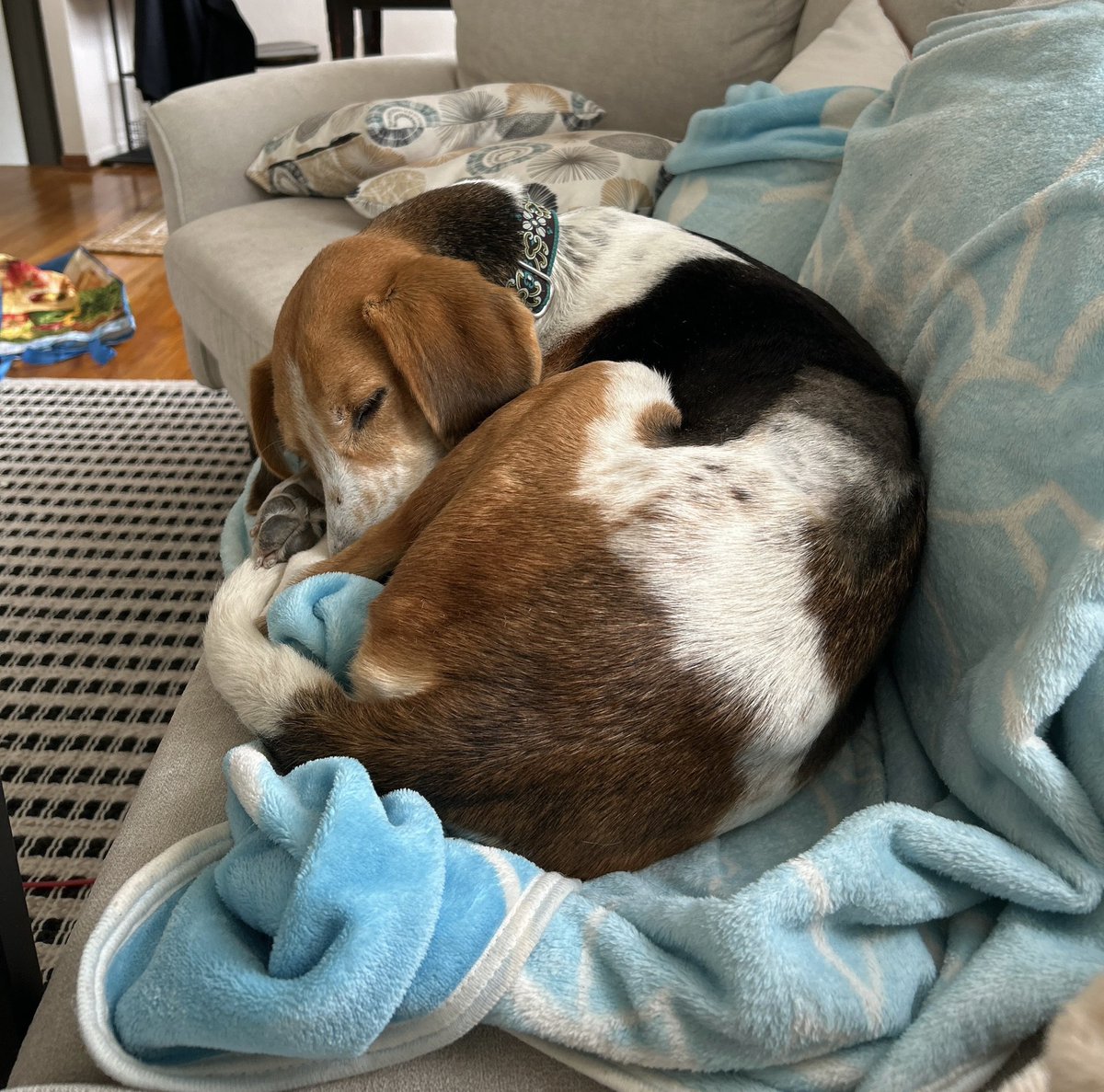 LolaPatolla's tweet image. Through no fault of her own (except not loving kitties) Olive is looking for a forever home.
Olive would be best as a solo pup but she’d make a perfect companion!
She’s smart, affectionate, well mannered, potty trained, crate trained &amp;amp; knows a handful of commands!
A perfect mix…