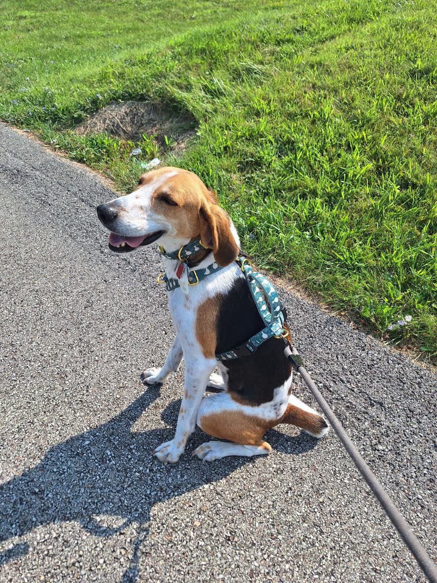 LolaPatolla's tweet image. Through no fault of her own (except not loving kitties) Olive is looking for a forever home.
Olive would be best as a solo pup but she’d make a perfect companion!
She’s smart, affectionate, well mannered, potty trained, crate trained &amp;amp; knows a handful of commands!
A perfect mix…