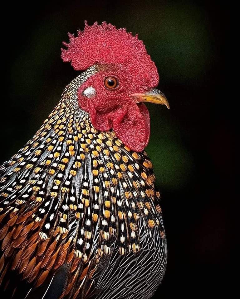 Allah çok güzel yaratmış...