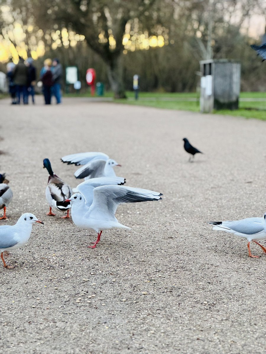 Almilify's tweet image. Marlow , away from London’s noise