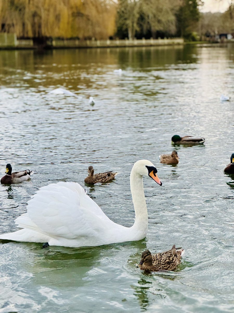 Almilify's tweet image. Marlow , away from London’s noise