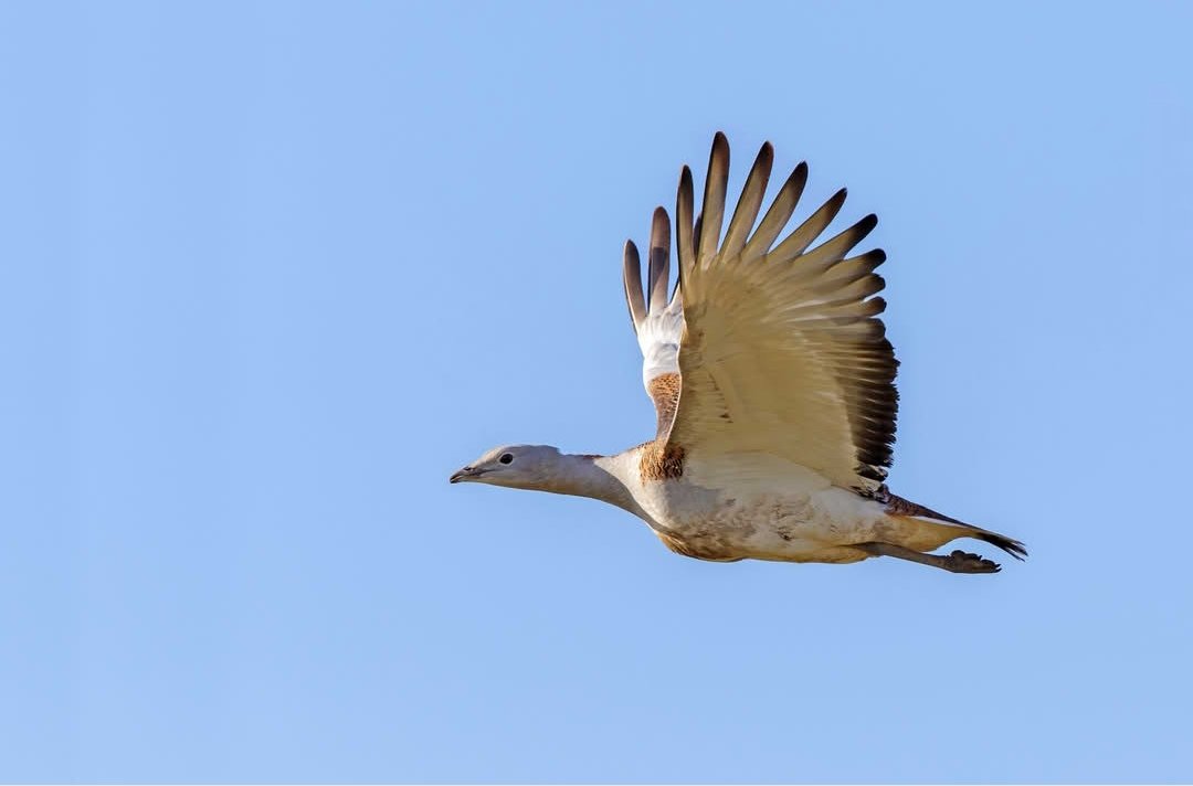 Great Bustard Group tweet media