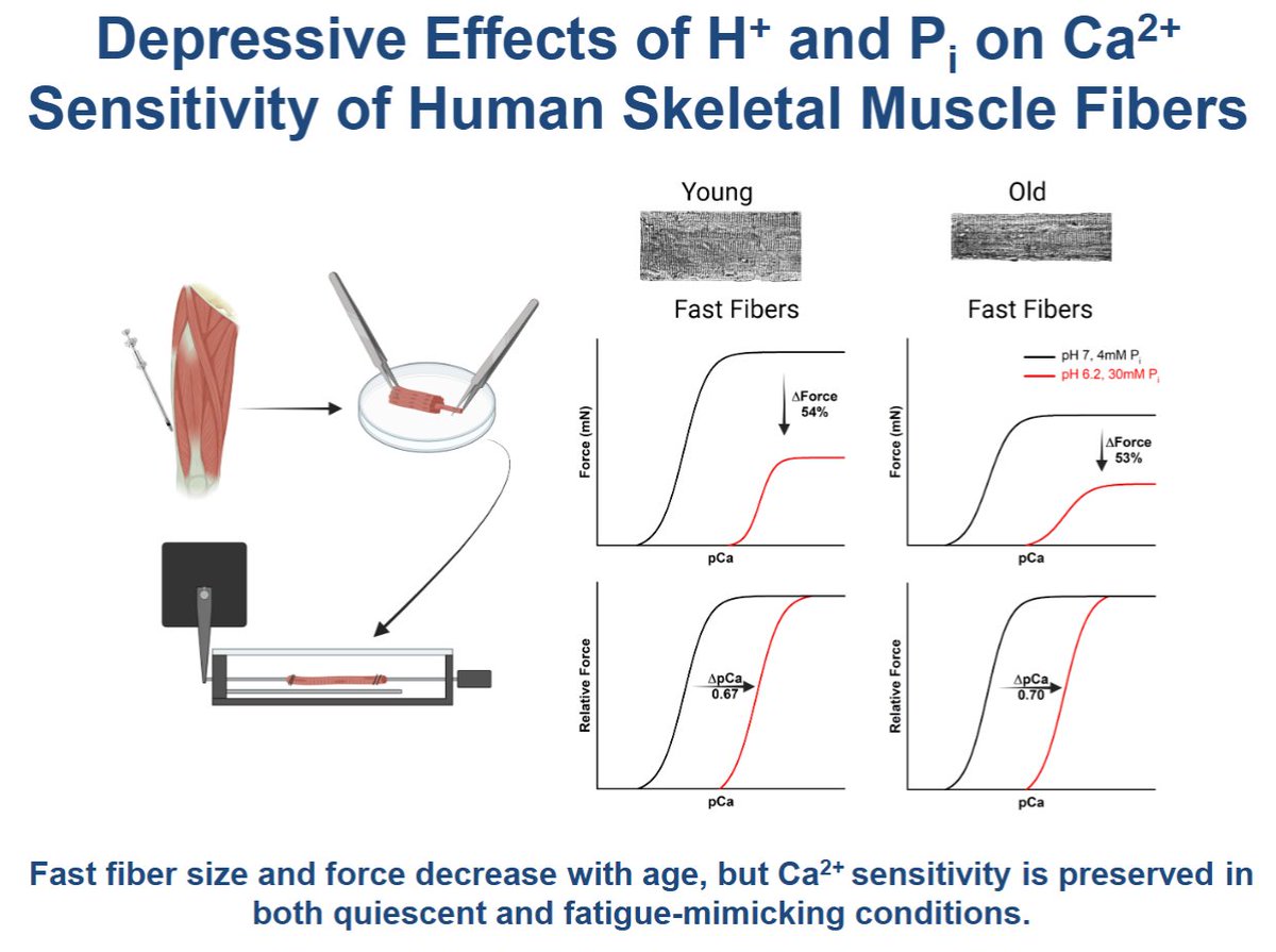 AJP-Cell Physiology tweet media