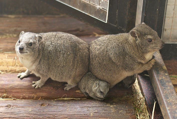 herbert and gerbert is keeping lil gilbert warm with their colossal ass