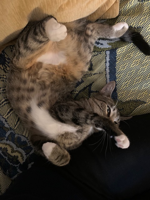 cat_rontgen's tweet photo. dignity &amp; sillytime. little jarboe does it all https://t.co/iExzepsqcW