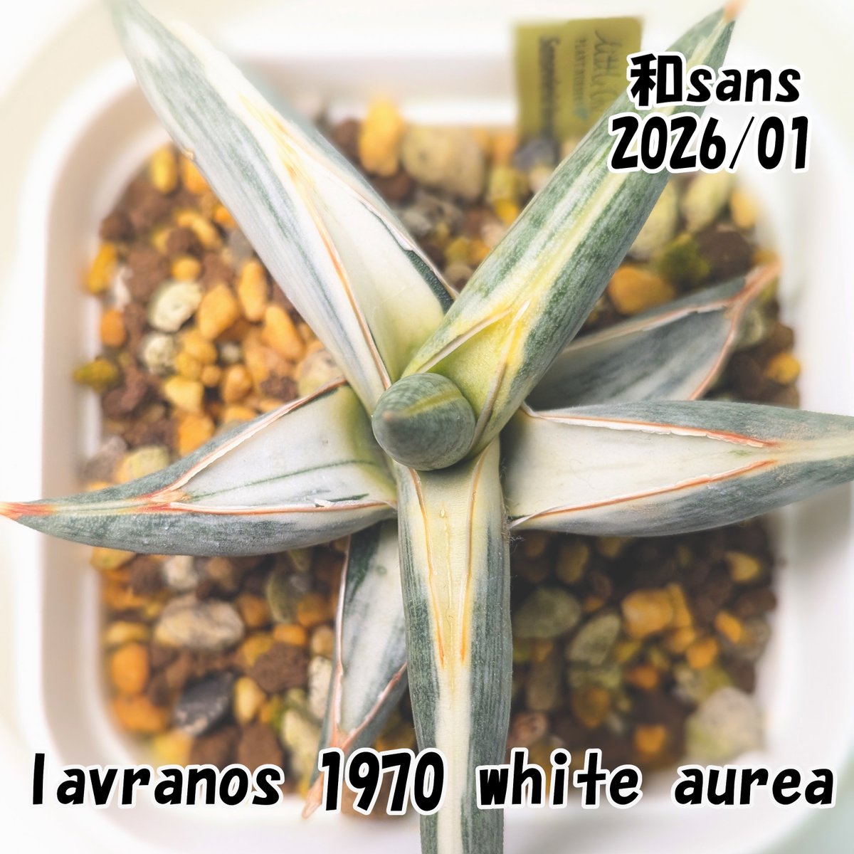 ラブラノス 1970 斑入り lavranos 1970 white aurea 毎日見てて、伸び