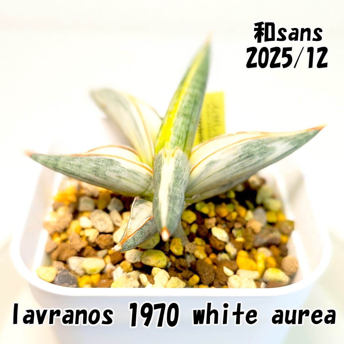 ラブラノス 1970 斑入り lavranos 1970 white aurea 毎日見てて、伸び