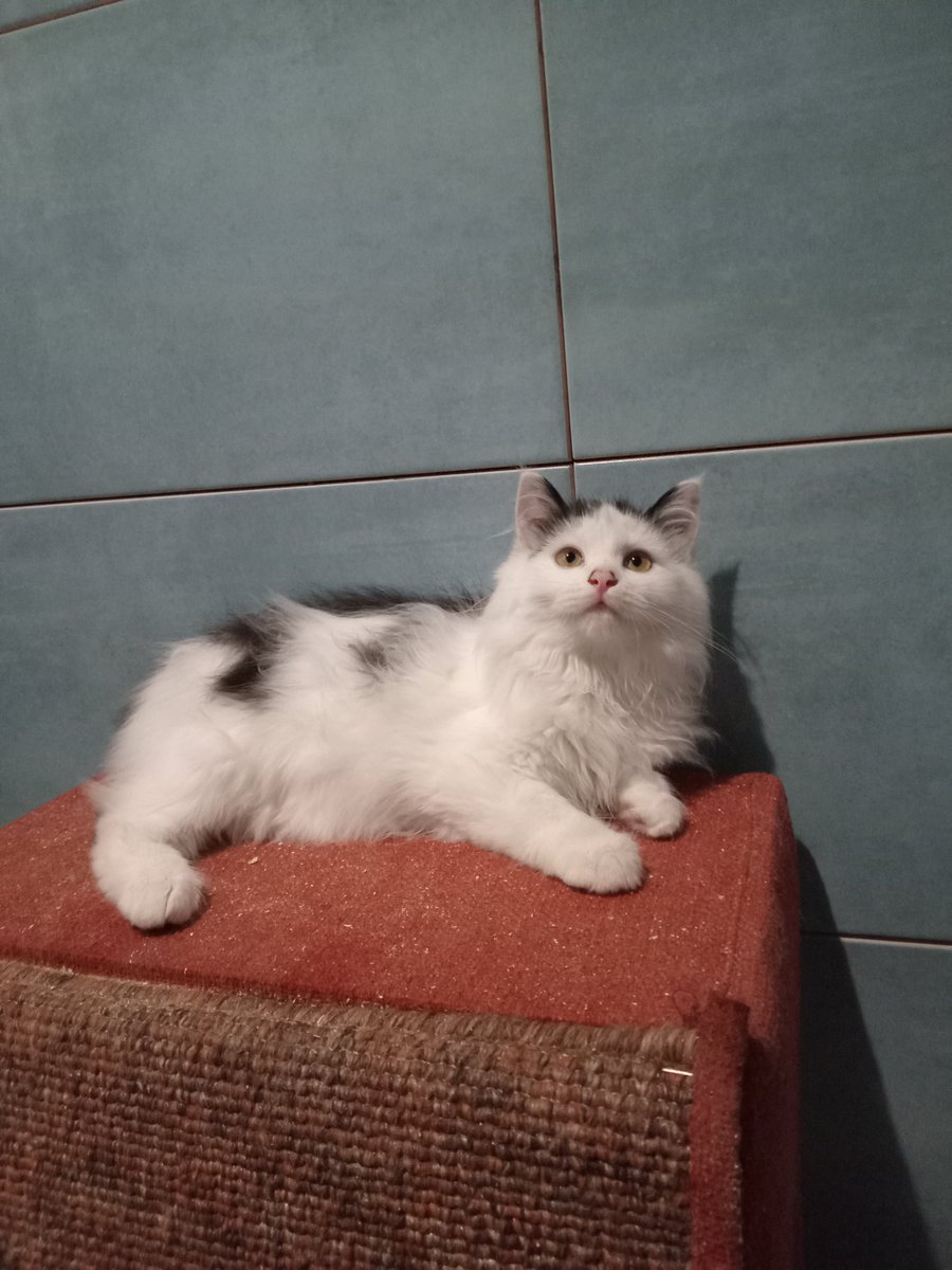 брат і сестра 

лоток відмінно, повна вакцинація від вірусних хвороб і сказу, паспорти є, логістику можна придумати