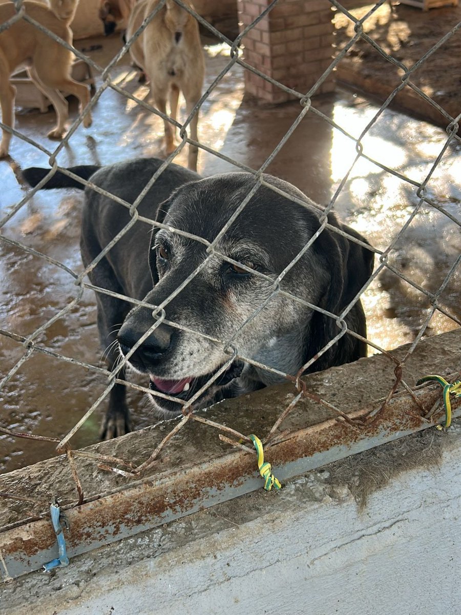 "Köpük 13 yaşında yıllardır herkes tanır bilir sever besler batmış birilerine
SEFERİHİSAR barınasğına almışlar
Çok ağlıyor Yuva arıyoruz 05335511173  facebook.com/photo?fbid=257…