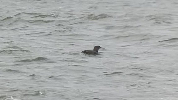 David Walsh tweet media