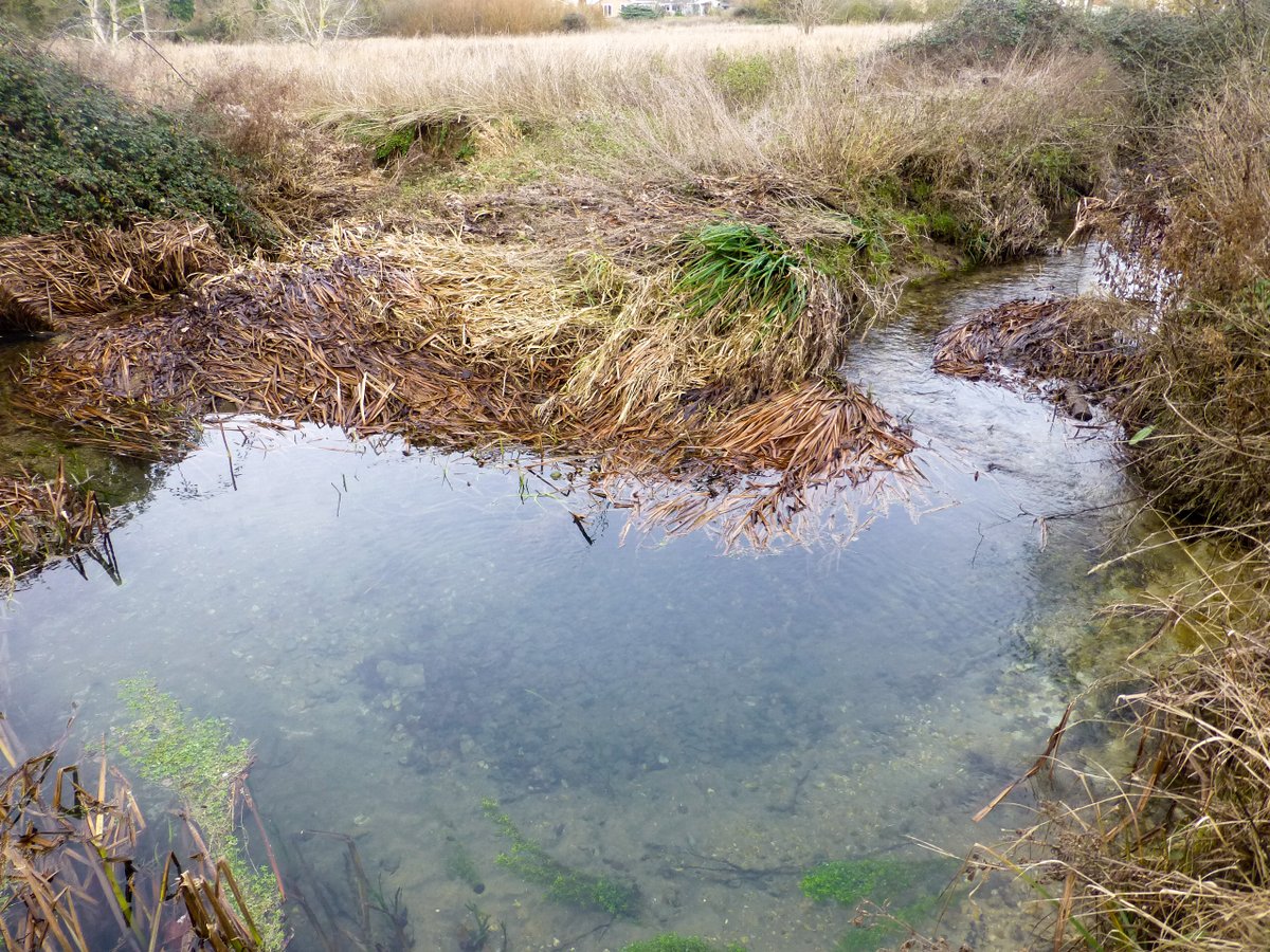 Friends of the River Granta ,FROG tweet media